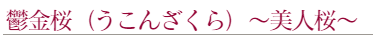 鬱金桜の別名は美人桜