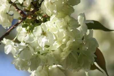 上地八幡宮の鬱金桜の咲き始め