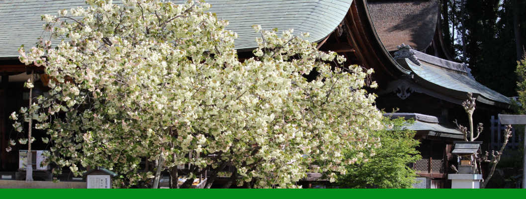 上地八幡宮の鬱金桜桜まつり