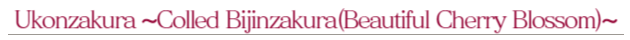 鬱金桜の別名は美人桜