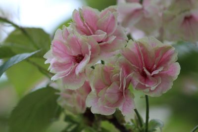 上地八幡宮の鬱金桜の咲き終わり